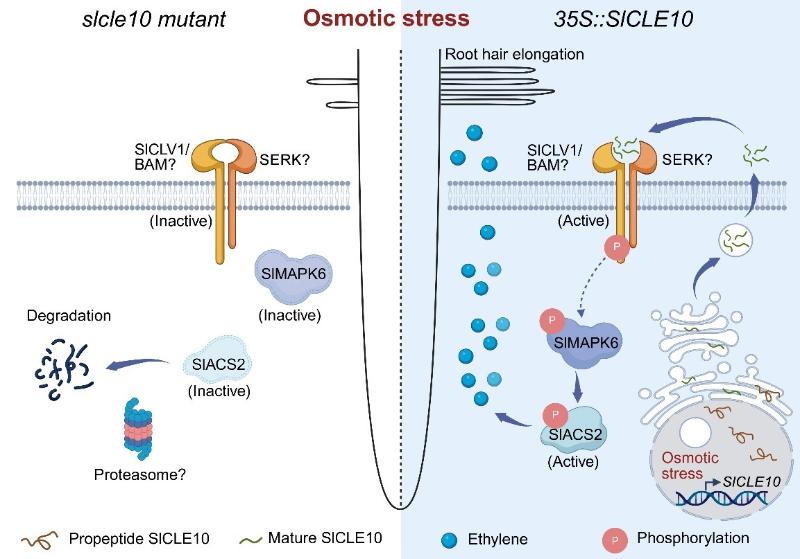 上海交大农业与生物学院李子兴课题组揭示SlCLE10小肽信号途径调控番茄根毛发育和抗旱的分子机理