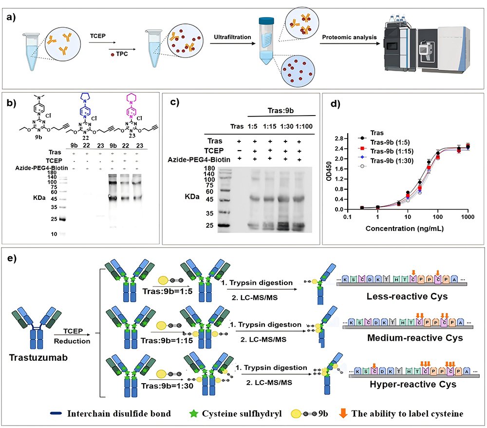 中国海洋大学在可调控三嗪化学探针及PDC靶向药物研发领域取得新进展