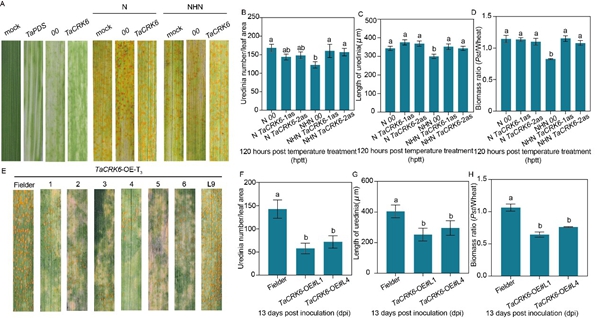 西北农林科技大学(788)植保学院作物病害监测与治理团队揭示CRK-RLCK-MAPKs分子模块赋予小麦高温全生育期抗锈性
