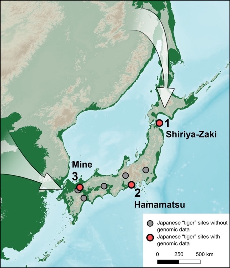 北京大学生命科学学院罗述金课题组古DNA研究揭示日本晚更新世并无虎,而为洞狮