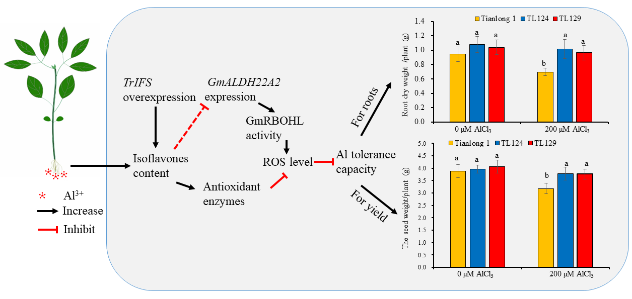 上海交大农业与生物学院王彪课题组与合作者发现大豆异黄酮耐铝新机制