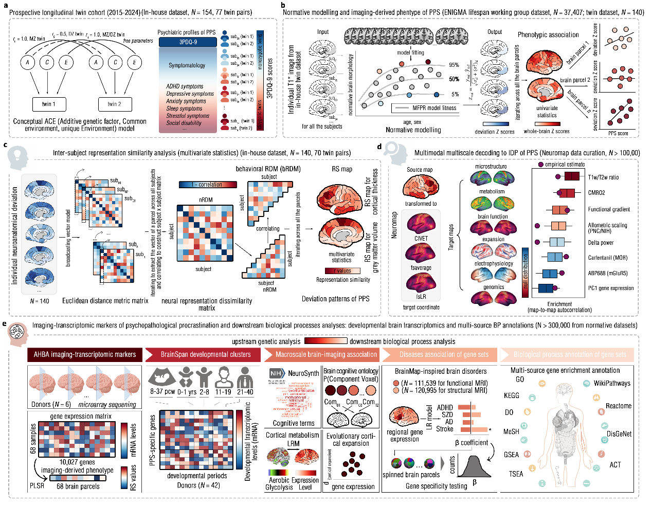 研究揭示连接青少年期神经发育偏离与成年期病理性拖延间的共享神经遗传架构