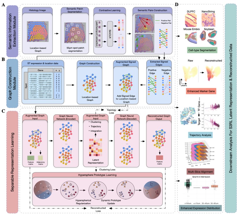 西安交大-西农联合团队提出空间转录组多模态融合智能解析框架S3RL
