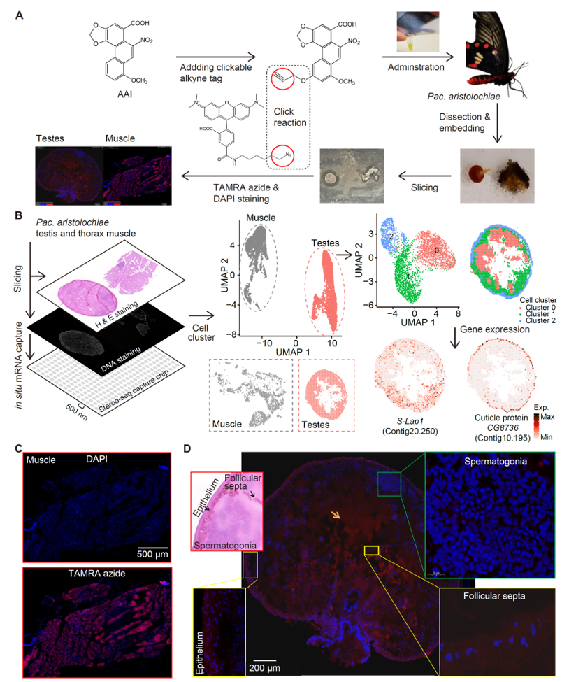 北京大学生命科学学院张蔚课题组与合作者揭示红珠凤蝶马兜铃酸抗性机制
