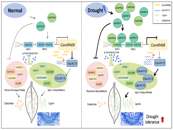 西北农林科技大学（786）园艺学院茶树种质创新与高效利用团队余有本/王伟东课题组揭示CsMYB44/73-CsmiR408-CsLAC13模块调控木质素生物合成增强茶树抗旱性的分子机制