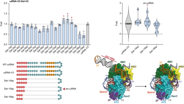 西北农林科技大学(796)动科学院羊遗传改良与生物育种团队基于AI大语言模型开发微型基因编辑新工具