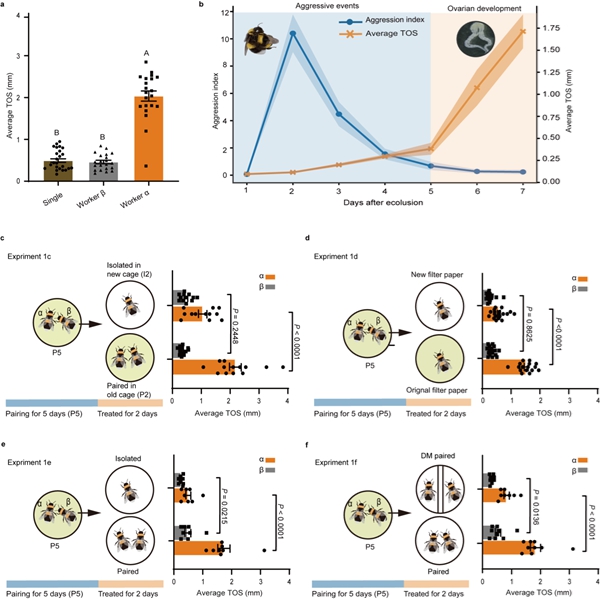 研究揭示工蜂生育需同时获得双重认证