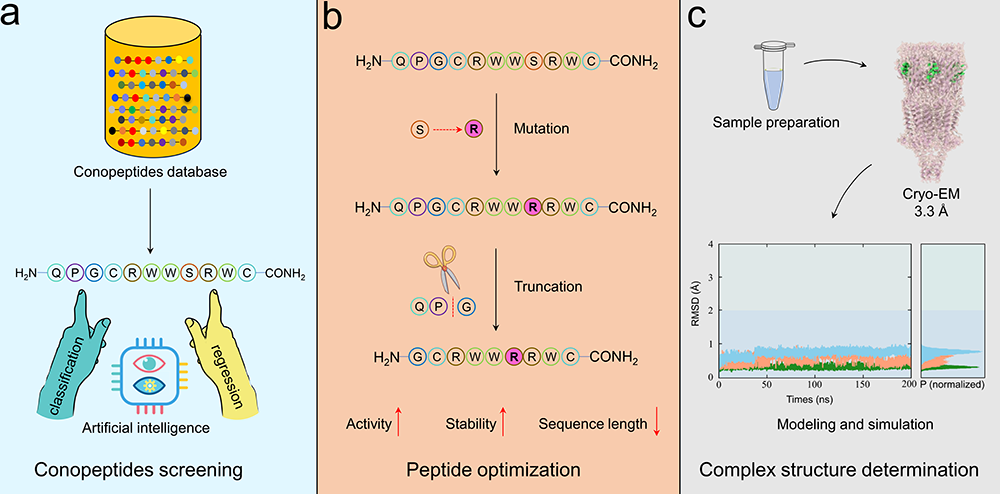 中国海洋大学在深度学习驱动的海洋肽类药物研究领域取得新进展