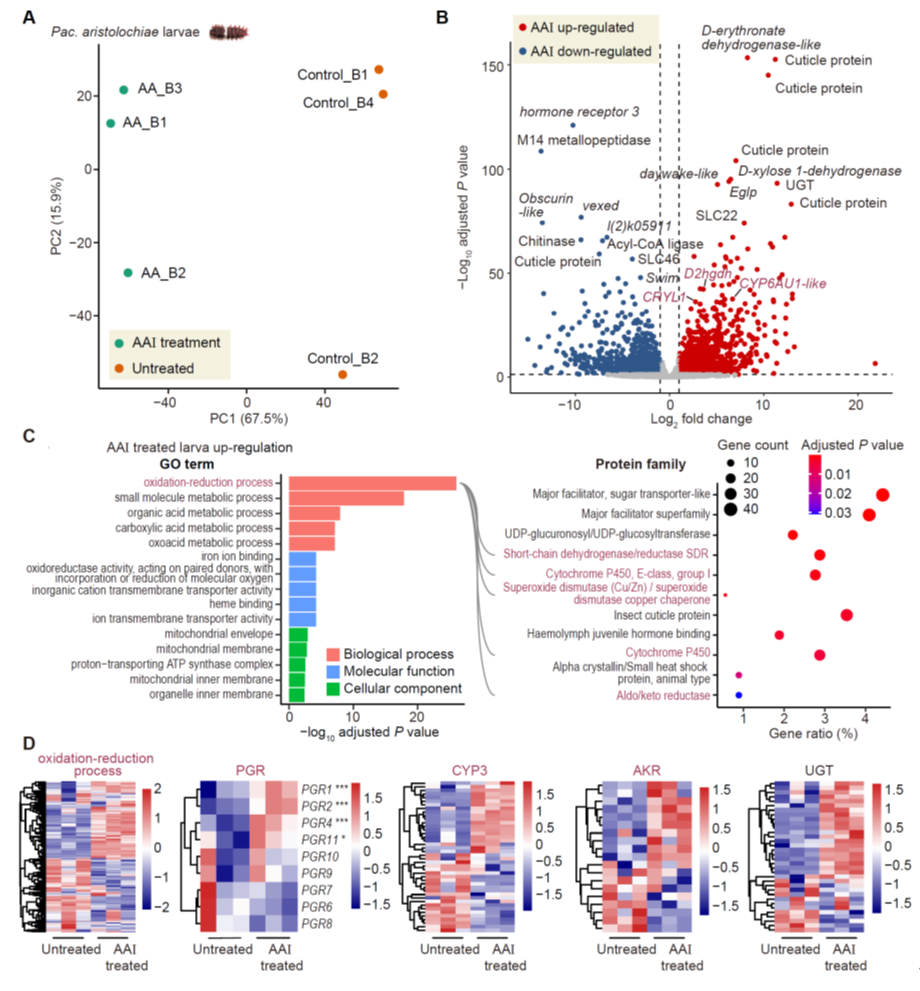 北京大学生命科学学院张蔚课题组与合作者揭示红珠凤蝶马兜铃酸抗性机制