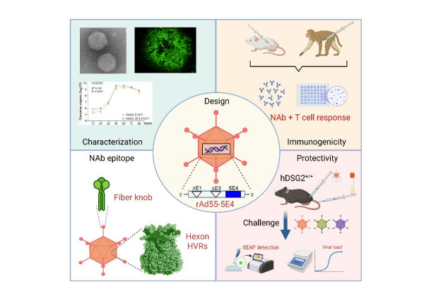 呼吸道高致病性腺病毒疫苗研发取得进展