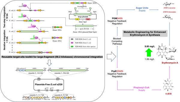 研究实现大片段DNA染色体整合