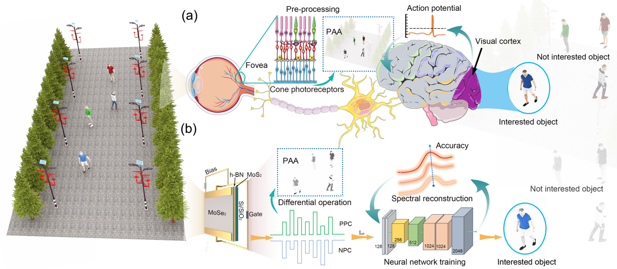 电子科技大学基础院巫江/沈凯团队在Nature Communications上发表最新研究成果