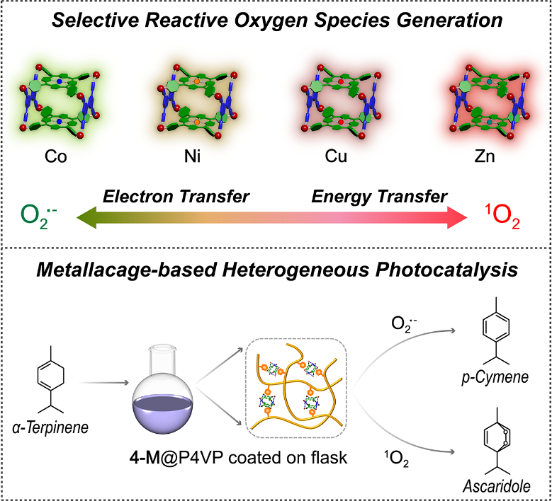 【科学自立自强】西安交大张明明教授团队在单原子调控精准光催化领域取得新进展
