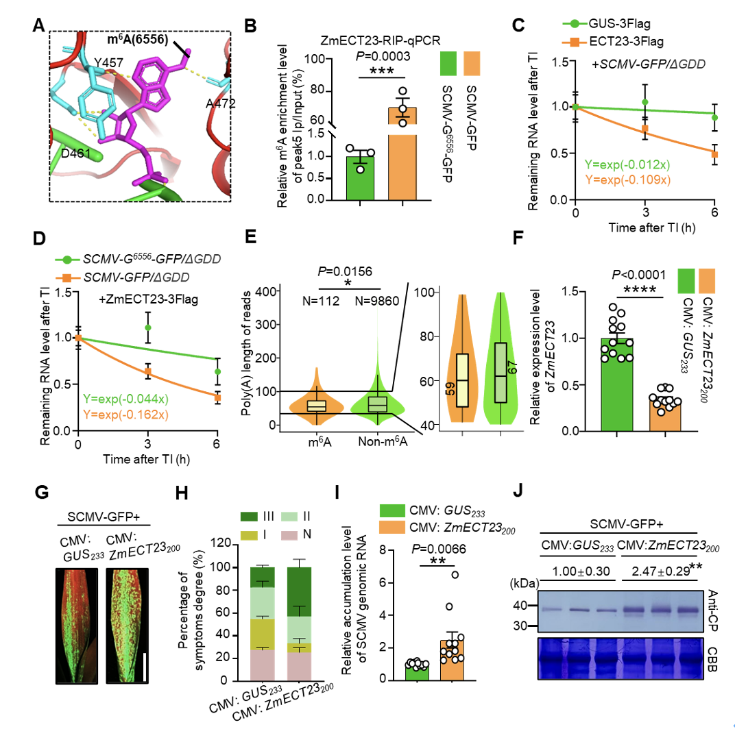 中国农业大学植保学院周涛、杜开通团队揭示植物RNA病毒利用寄主剪接因子逃逸m6A防御途径的分子机制