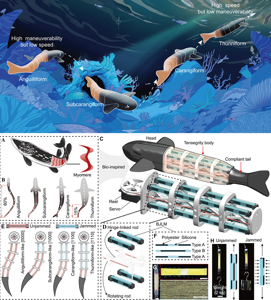 北京大学先进制造与机器人学院喻俊志团队提出多模态软体机器鱼平台，揭示鱼类高速高机动游动内在机理