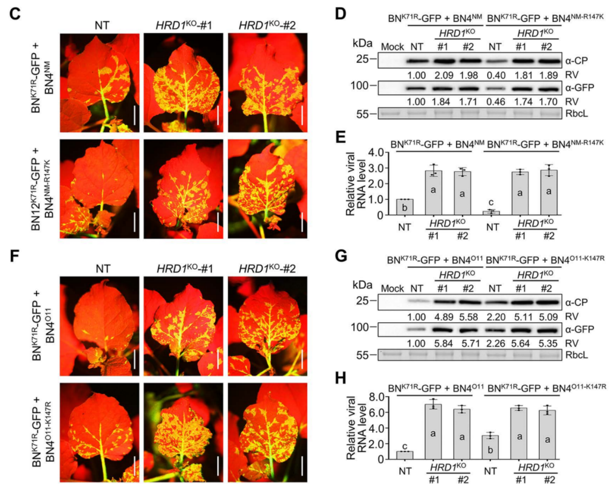 中国农业大学植保学院韩成贵、王颖团队揭示甜菜坏死黄脉病毒自然变异逃逸寄主抗病毒免疫分子机制