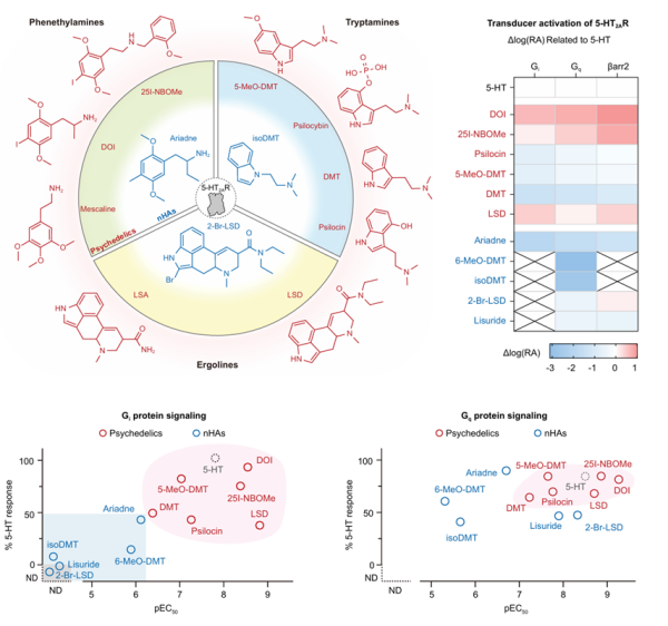 致幻剂作用机制研究取得进展