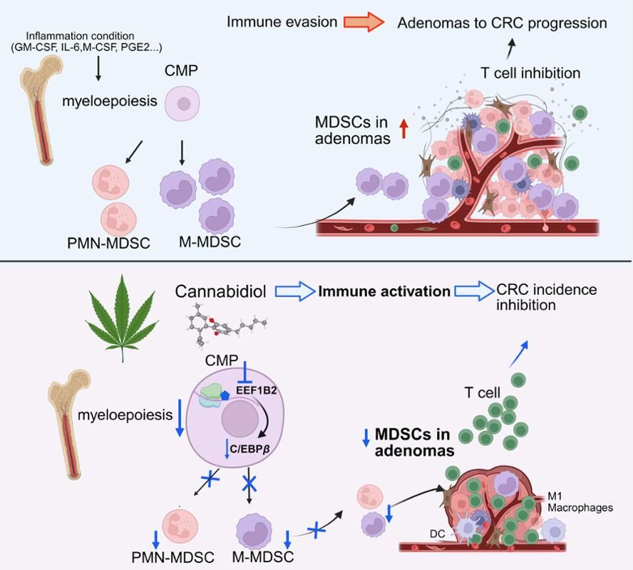 南京大学生命科学学院孙洋团队揭示大麻二酚抑制结直肠腺瘤进展的分子机制