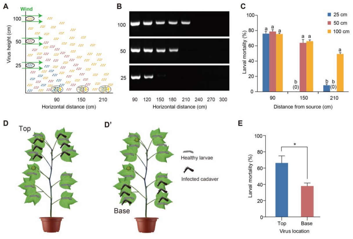 中国农业大学植保学院刘小侠、刘晨曦团队揭示核型多角体病毒调控鳞翅目幼虫上爬行为的神经机制