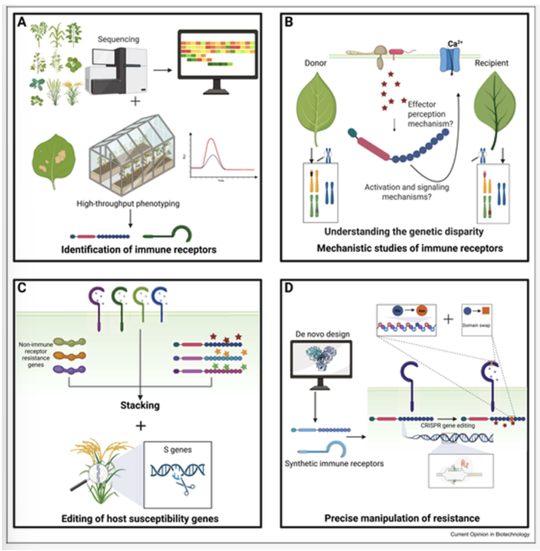 中国农业大学植保学院郭海龙教授课题组应邀发表植物免疫受体应用进展与前景挑战的综述