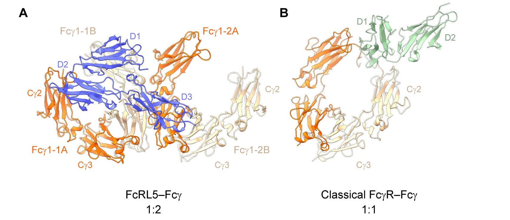 北京大学生命科学学院肖俊宇研究组揭示FcRL5受体识别IgG的分子机制