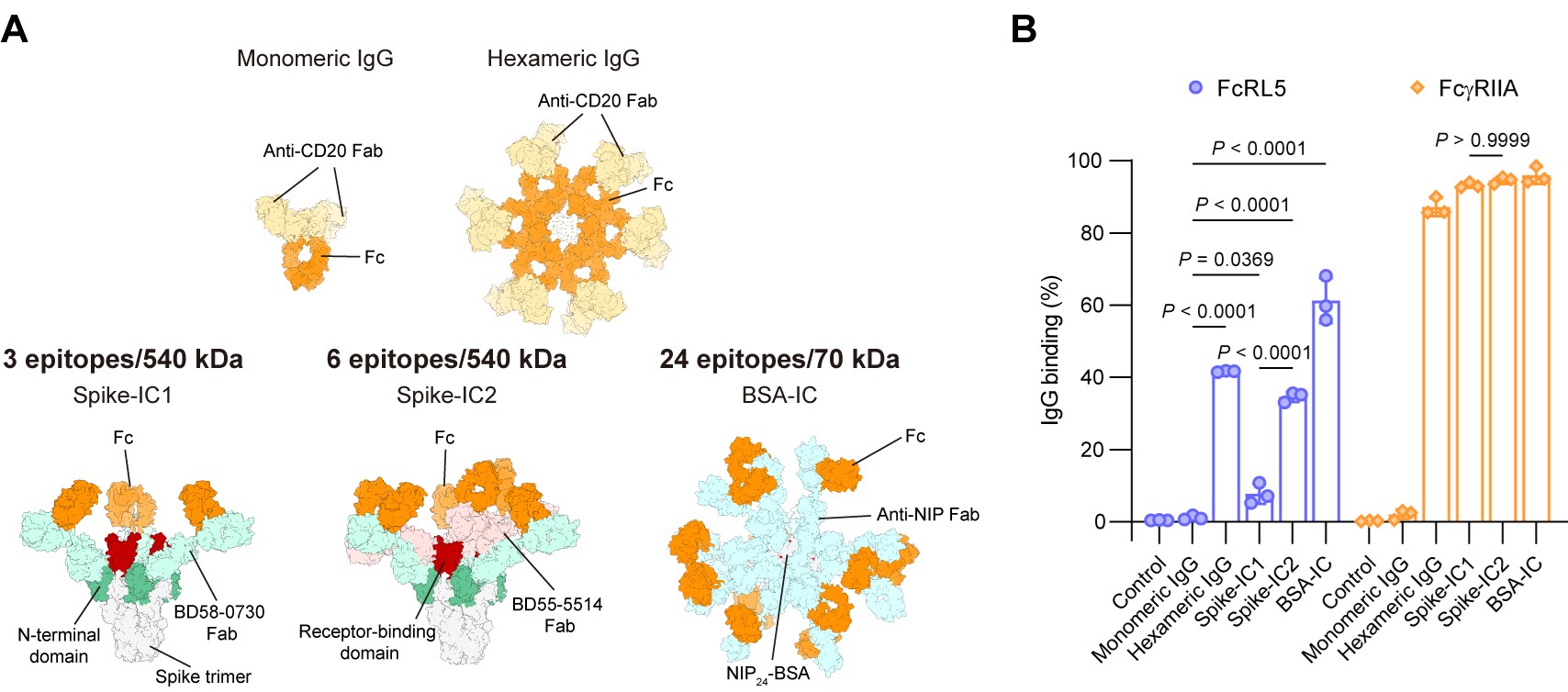 北京大学生命科学学院肖俊宇研究组揭示FcRL5受体识别IgG的分子机制