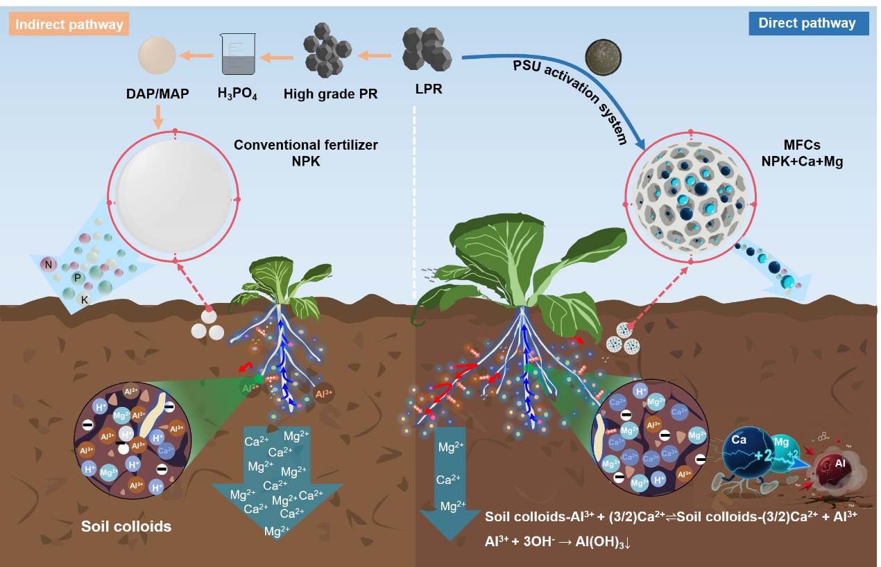 中国农业大学资环学院张福锁院士团队黄成东课题组在绿色智能肥料创新研究方面取得新进展