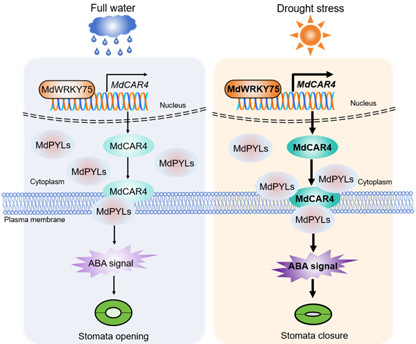 西北农林科技大学（784）园艺学院苹果抗逆与品质改良创新团队马锋旺教授/李超教授揭示MdWRKY75调控ABA受体周转增强苹果抗旱性的分子机制