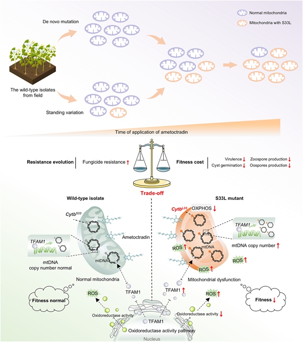 西北农林科技大学（798）植保学院作物疫霉功能基因研究与利用团队在疫霉菌抗药性进化和适合度代价权衡机制研究中取得新进展