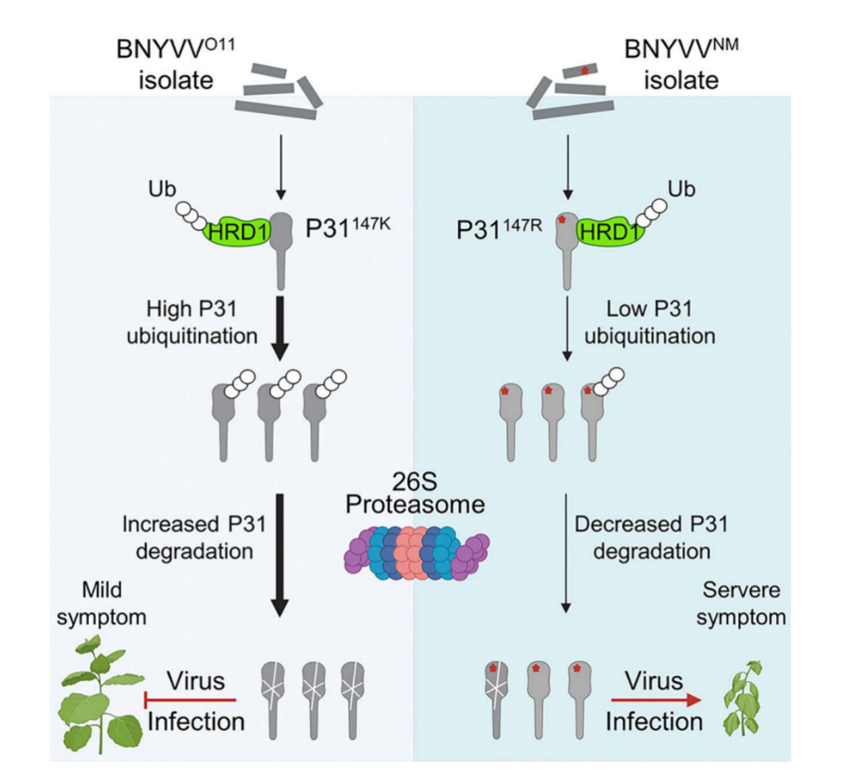 中国农业大学植保学院韩成贵、王颖团队揭示甜菜坏死黄脉病毒自然变异逃逸寄主抗病毒免疫分子机制