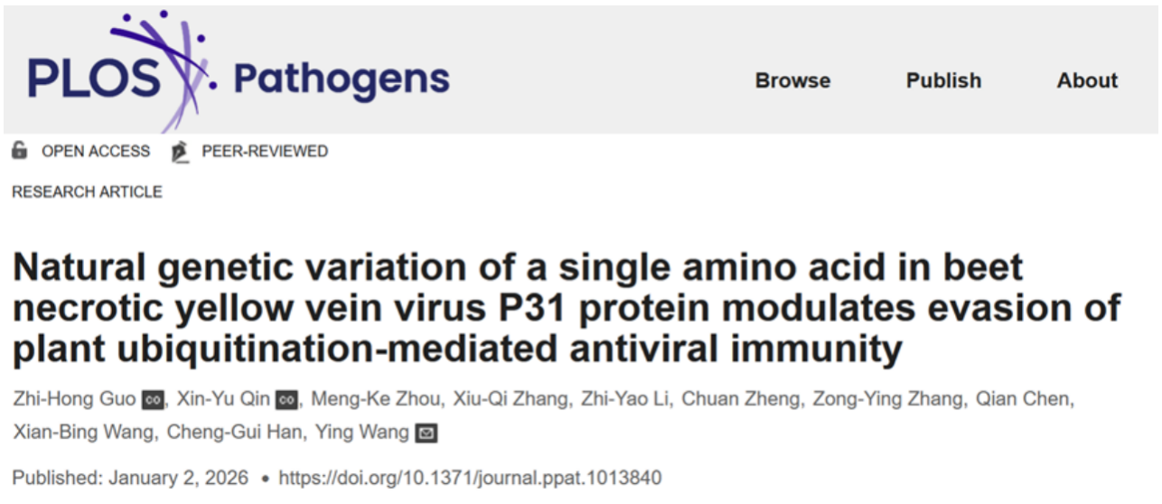 中国农业大学植保学院韩成贵、王颖团队揭示甜菜坏死黄脉病毒自然变异逃逸寄主抗病毒免疫分子机制