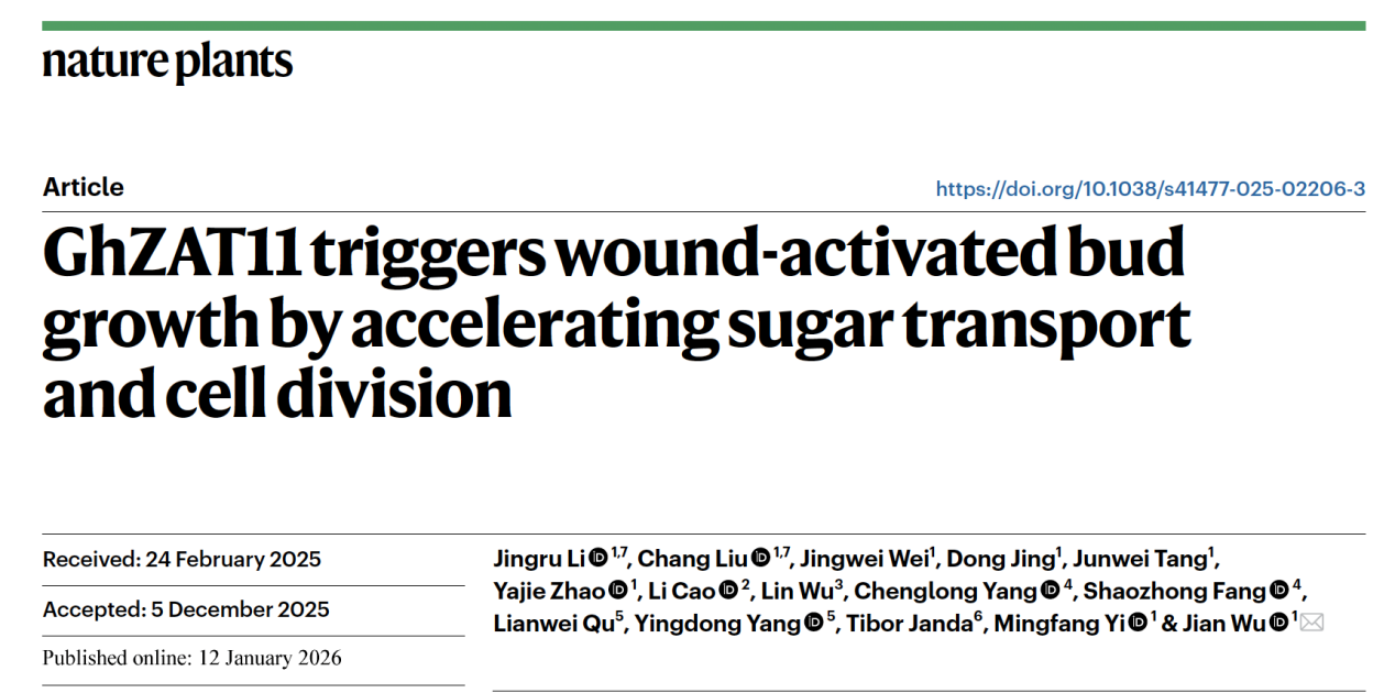 中国农业大学园艺学院吴健教授团队在《自然·植物》发表论文：一个简单的伤口竟是“唤醒”休眠芽的开关