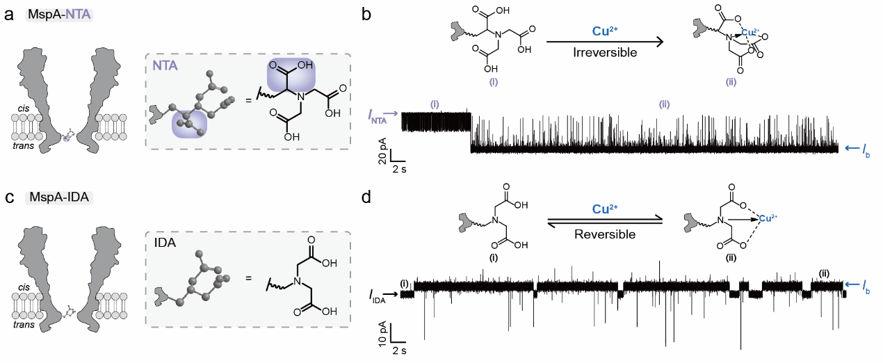 南京大学化学学院黄硕团队：天然水体中金属离子的纳米孔分析