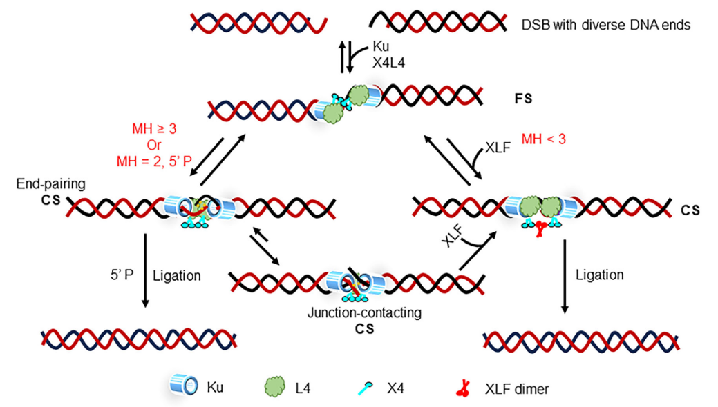 基础医学院赵柏林教授科研团队在DNA双链断裂非同源末端连接修复机制研究中取得新进展