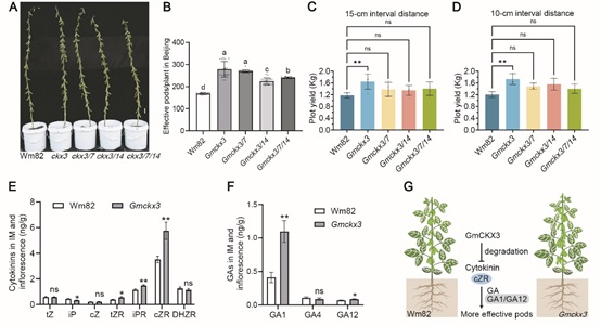 科学家通过编辑GmCKX3基因揭示大豆密植高产新机制