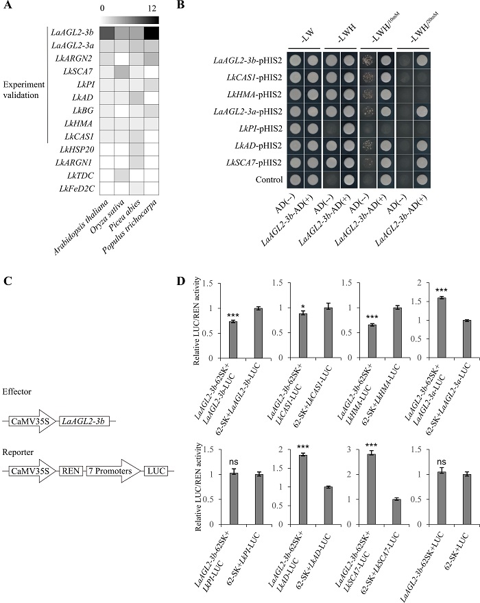 林业所研究团队描绘落叶松时空发育转录图谱