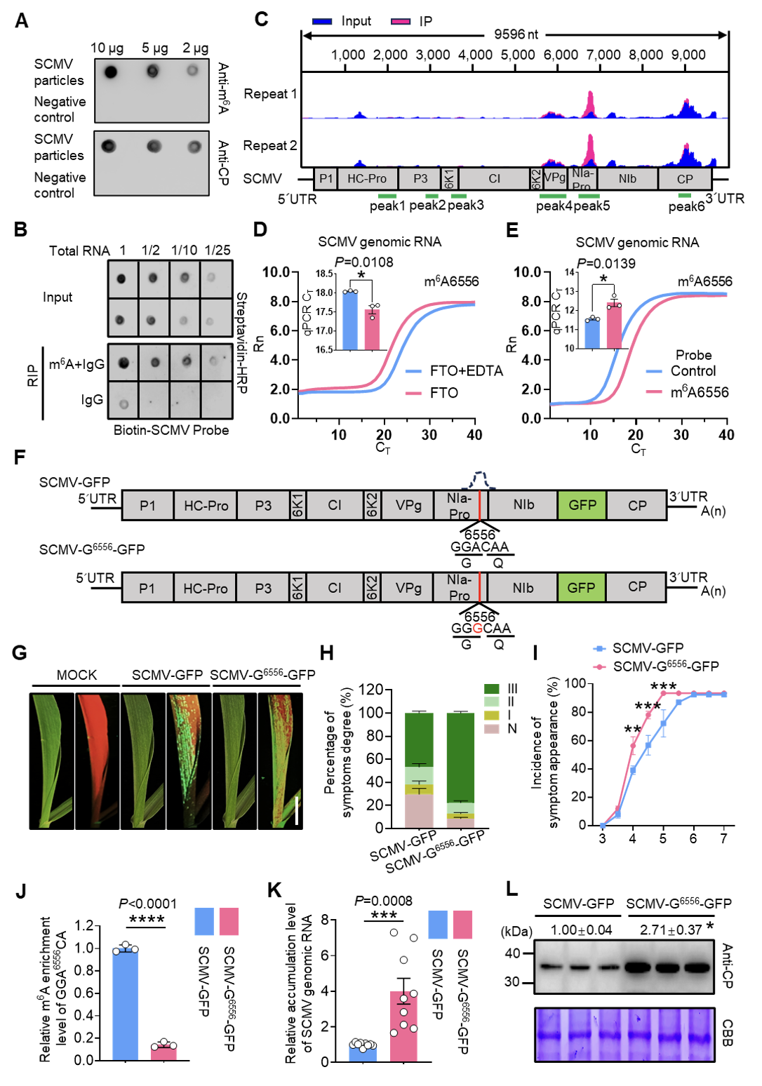 中国农业大学植保学院周涛、杜开通团队揭示植物RNA病毒利用寄主剪接因子逃逸m6A防御途径的分子机制