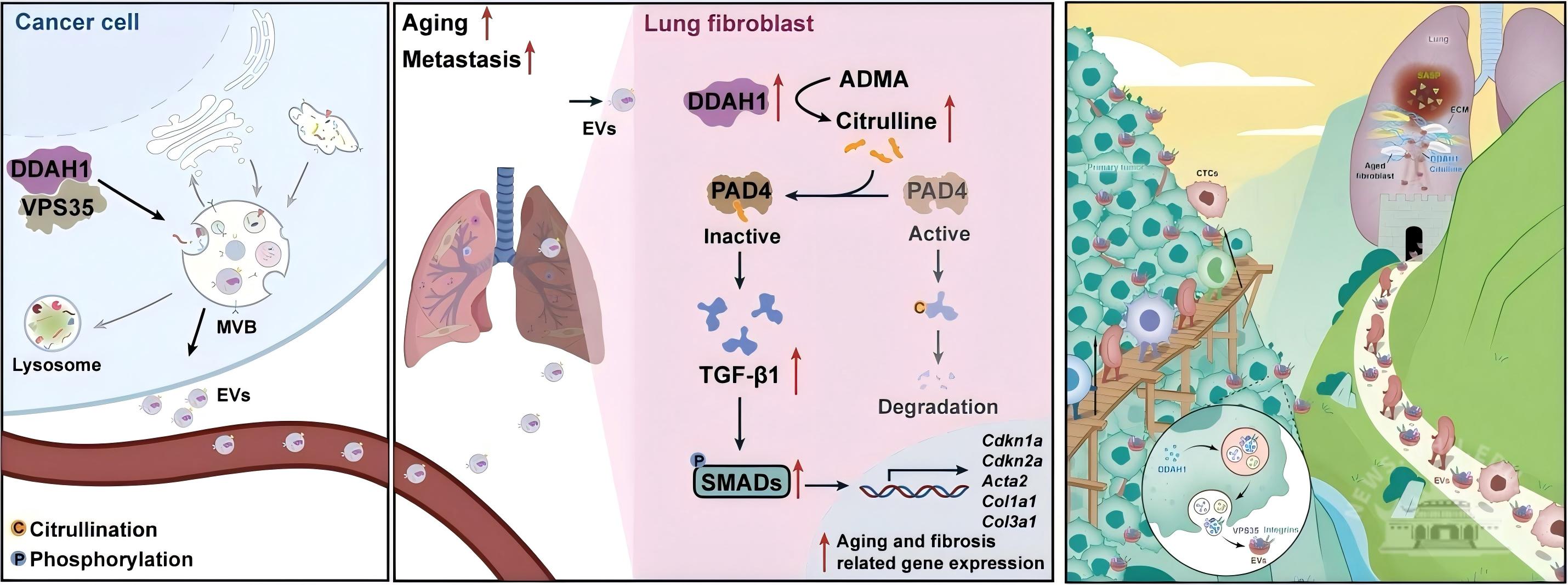 武汉大学闫卫课题组发现肿瘤分泌因子诱发肺衰老