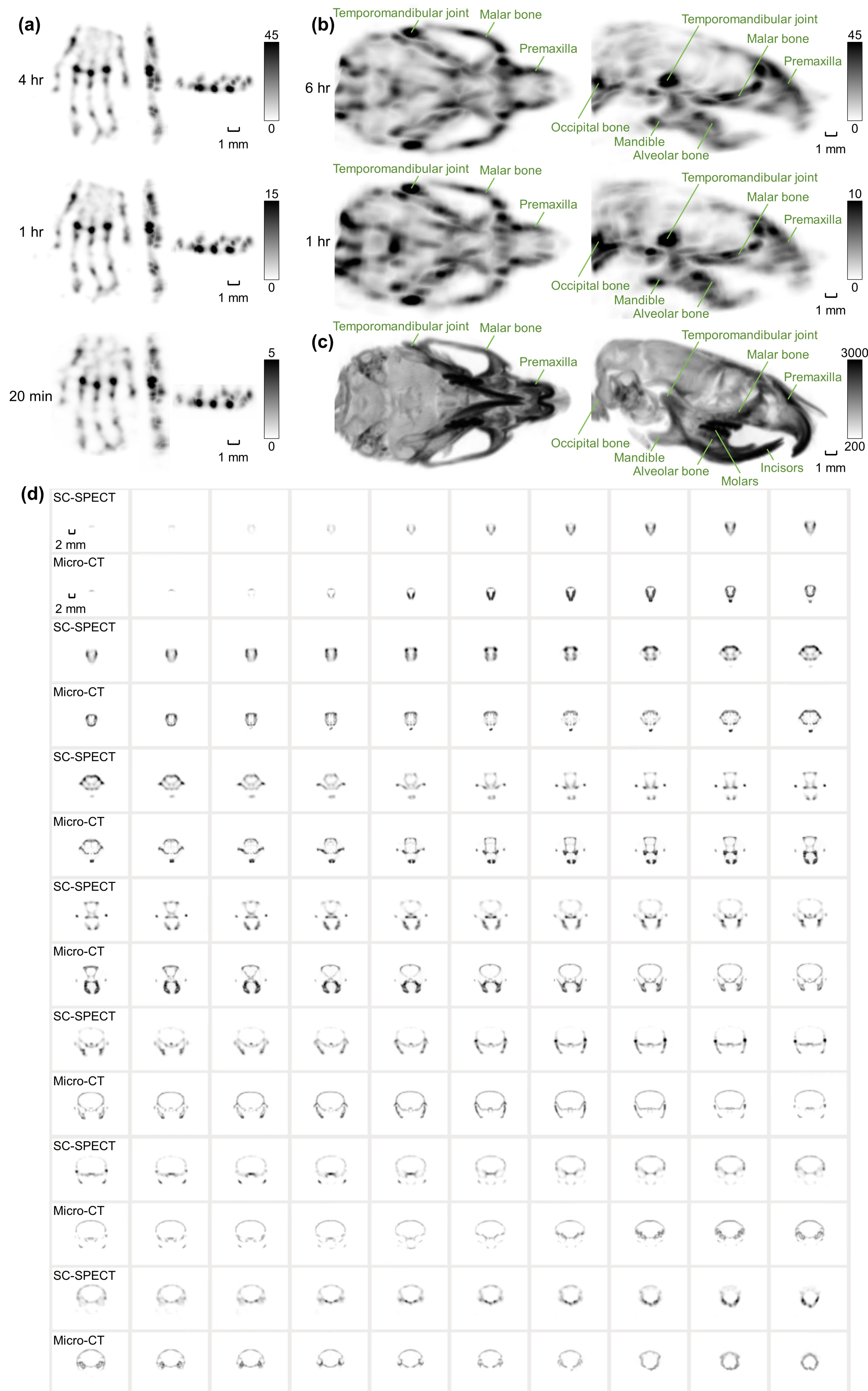 清华大学工物系团队合作研发的全环小动物自准直SPECT系统突破实现0.2mm超高成像分辨率