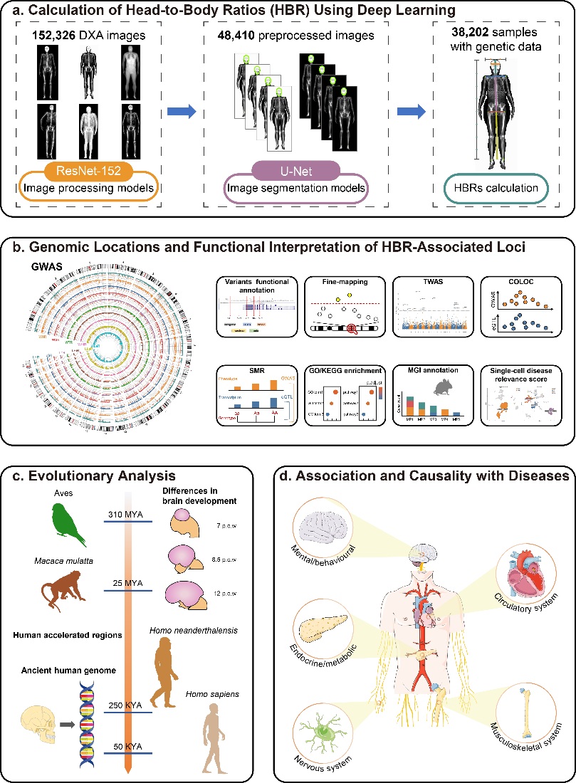 西安交大杨铁林教授团队在揭示人类头身比遗传结构方面取得重要进展