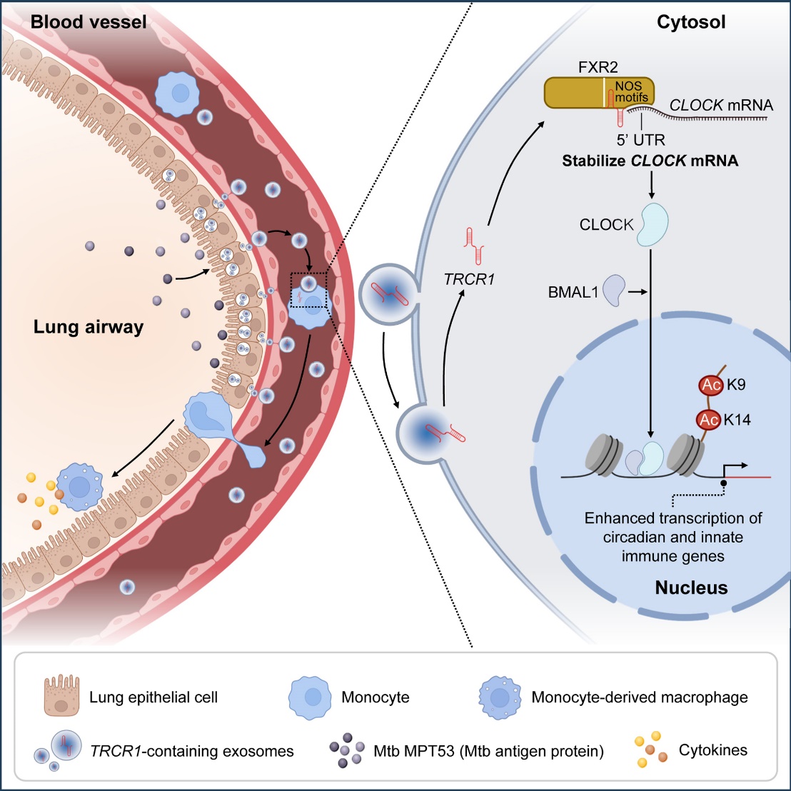科研人员揭示结核抵抗者外泌体lncRNA调控训练免疫新机制