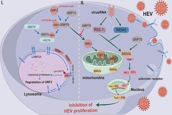 西北农林科技大学（779）动物医学院南雨辰研究员课题组研究发现宿主蛋白GRP75可通过双重机制有效抑制戊型肝炎病毒复制