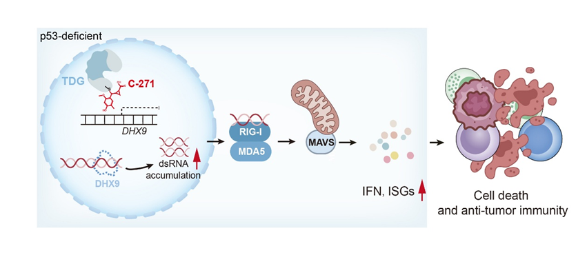 研究发现DNA糖苷酶TDG可作为p53缺失肿瘤的合成致死靶点