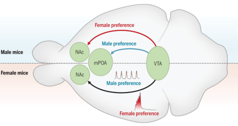 西安交大科研成果入选2025年度“中国神经科学重大进展”
