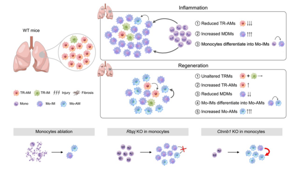 研究揭示肺损伤与修复过程中巨噬细胞的起源及动态变化