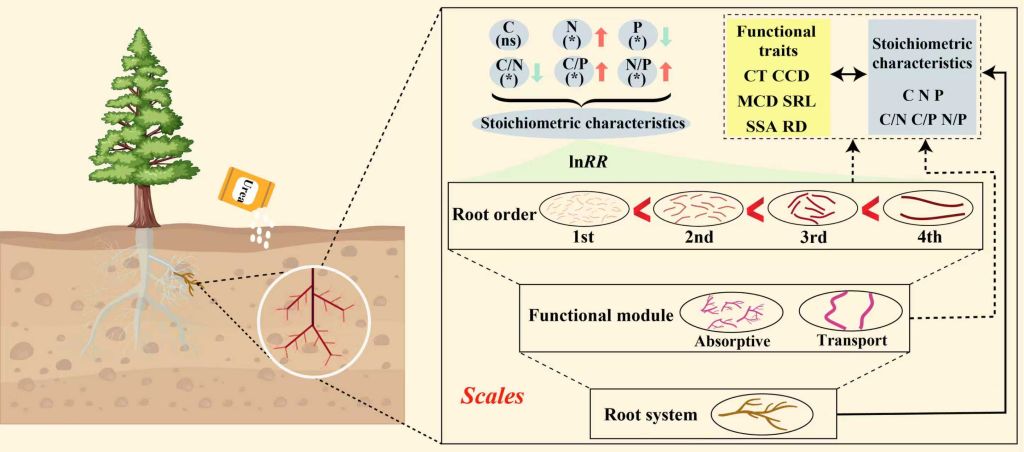 亚林所科研团队在细根碳氮磷计量对长期氮添加响应机制研究中取得新进展