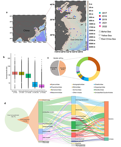 中国海洋大学在海洋病毒多样性与生态作用领域取得新进展