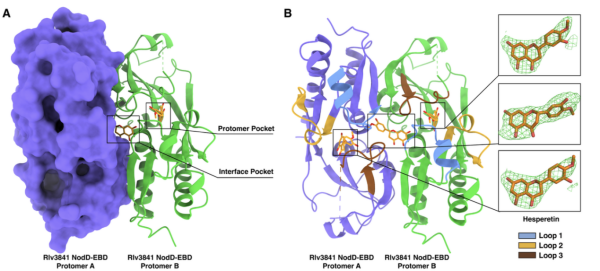 科学家破译豆科植物与根瘤菌的共生之谜