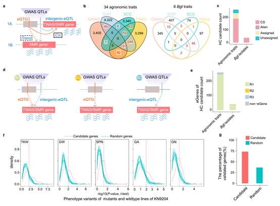 科学家解析野生近缘种渗入在小麦遗传背景下的表达调控机制