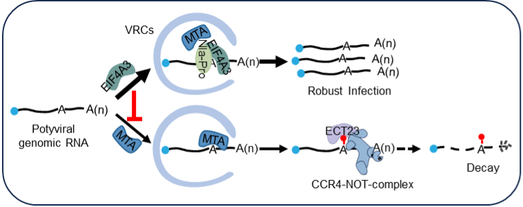 中国农业大学植保学院周涛、杜开通团队揭示植物RNA病毒利用寄主剪接因子逃逸m6A防御途径的分子机制